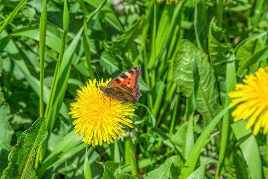 Fototapeta Blooming yellow dandelions in green grass with butterflies, beautiful spring landscape  