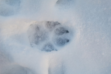 Footprint in snow