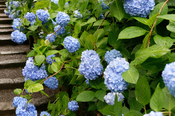 明月院の紫陽花