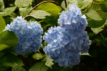 明月院の紫陽花