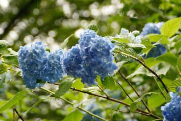 明月院の紫陽花