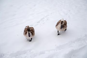 Brown swan in winter snow