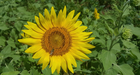 bright yellow sunflowers with a bee closeup view