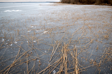 Dead dry reed on ice