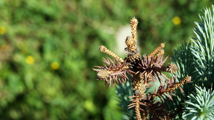 Blue spruce branches