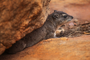 Rock hyrax (Procavia capensis) getting out from its stone lair. Amboseli national park, Kenya