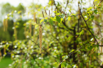 White birch (Betula pubescens) flowers with blurred green sunlit forest in back. Abstract spring background.