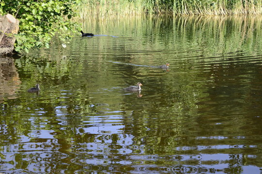 Young Eurasian coot floating on lake