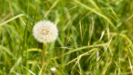 dandelion flower on green grass