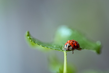 Ladybug on a green leaf. Macro's Photo
