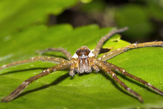 Fishing spider, Pisauridae, Agumbe ARRSC, Karnataka