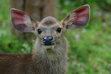 Sambar Deer - India