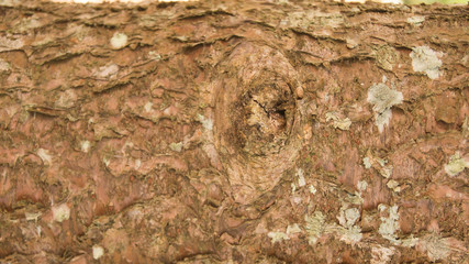 the texture of tree