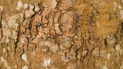 the texture of tree