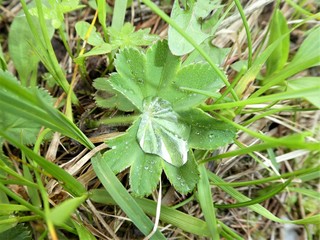 leaf with waterdrops