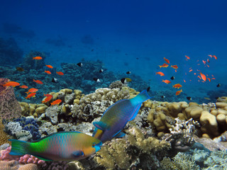 Obraz na płótnie Canvas Daisy parrotfish