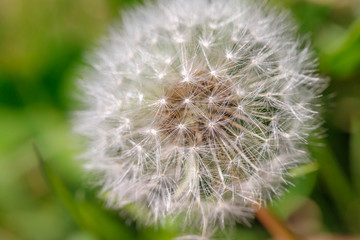 Obraz premium タンポポの綿毛