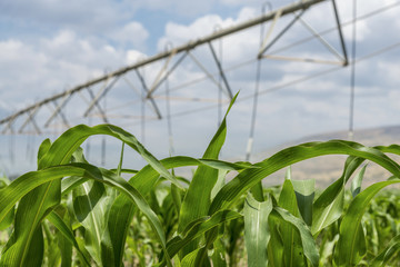 Lateral move irrigation system