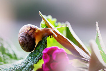 Snail on a green leaf. Close-up