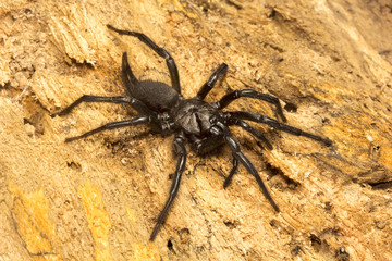 Funnel web spider, Dipluridae, Jampue hills, Tripura
