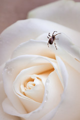 Spider on a white rose bud. Macro photo