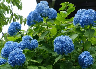 アジサイ