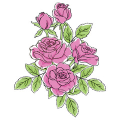 vector contour color pink rose flowers leaf bouquet on white