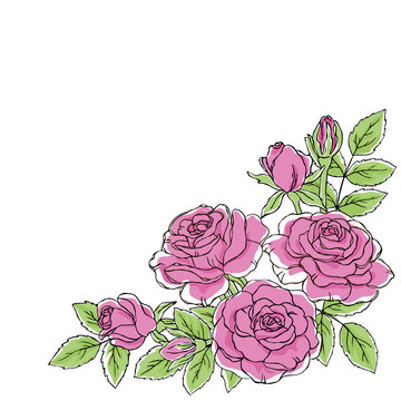 vector contour color pink rose flowers leaf bouquet on white corner