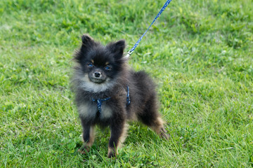 Small half-breed of Pomeranian Spitz is walking on a grass.