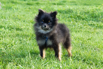 Small half-breed of Pomeranian Spitz is walking on a grass.