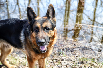 Dog German Shepherd near water in a sping day