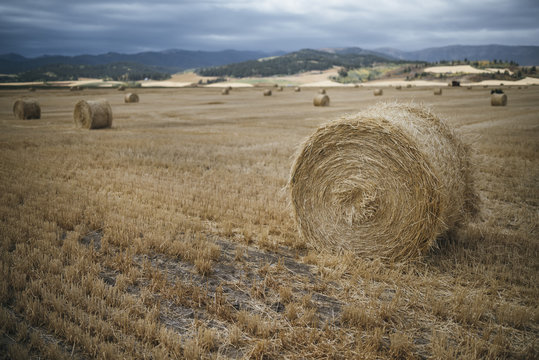 Hay Bales