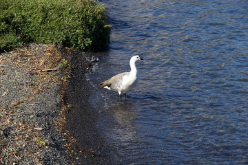 Magellan goose (Chloephaga picta) at the Lake Pehoe In Torres del Paine National Park, southern...