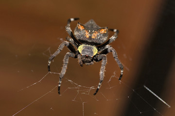 Garden spider, Parawixia dehaani, Araneidae, Agumbe ARRSC, Karnataka