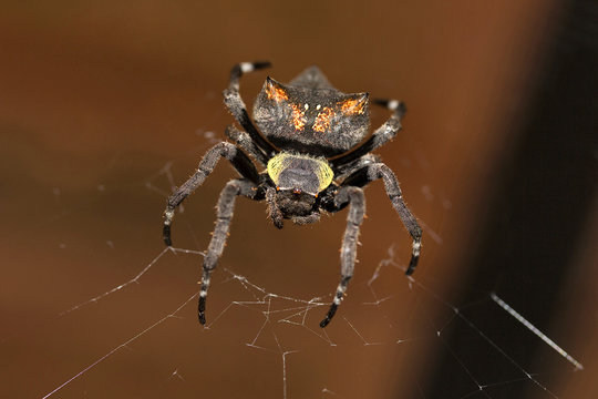 Garden spider, Parawixia dehaani, Araneidae, Agumbe ARRSC, Karnataka