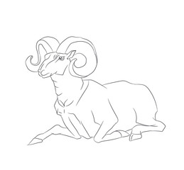 mountain ram lying, line, vector