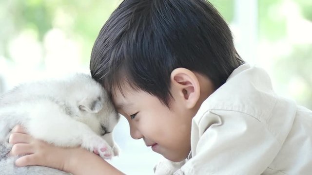 Cute asian child kissing siberian husky puppy  