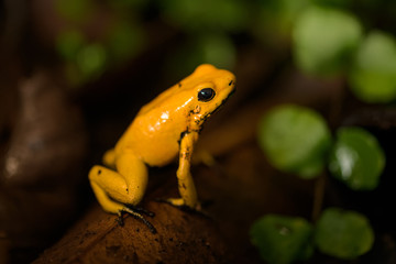Golden poison frog on the ground in the rainforest