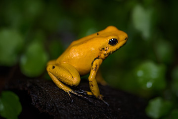 Golden poison frog on the ground in the rainforest