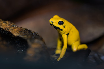 Golden poison frog on the ground in the rainforest