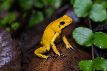 Golden poison frog on the ground in the rainforest