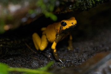 Golden poison frog on the ground in the rainforest