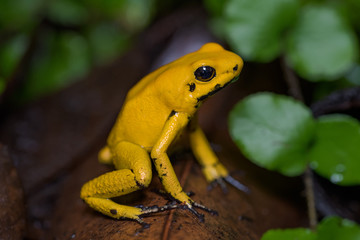 Golden poison frog on the ground in the rainforest