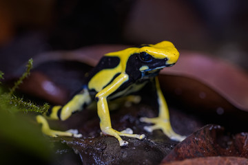 Dyeing poison dart frog on the ground in the rainforest