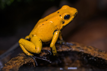Golden poison frog on the ground in the rainforest