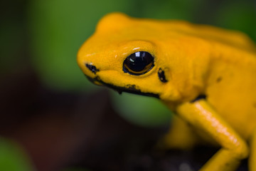 Golden poison frog on the ground in the rainforest