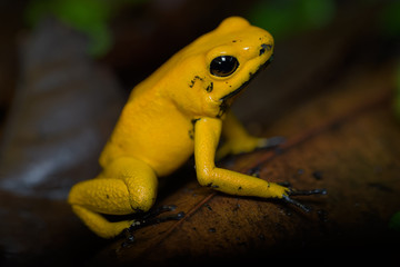 Fototapeta premium Golden poison frog on the ground in the rainforest