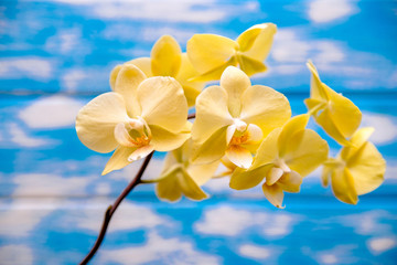 Fototapeta na wymiar A branch of yellow orchids on a blue wooden background 