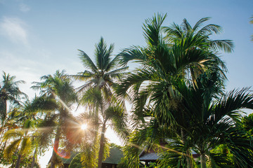 Obraz premium Coconut palm trees