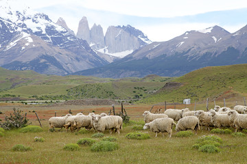 Sheeps at the ranch in Patagonia in Magallanes Region, southern Chile